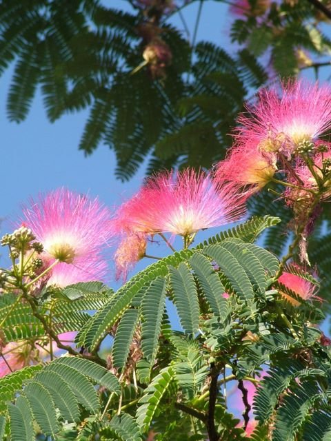 Albizia julibrissin